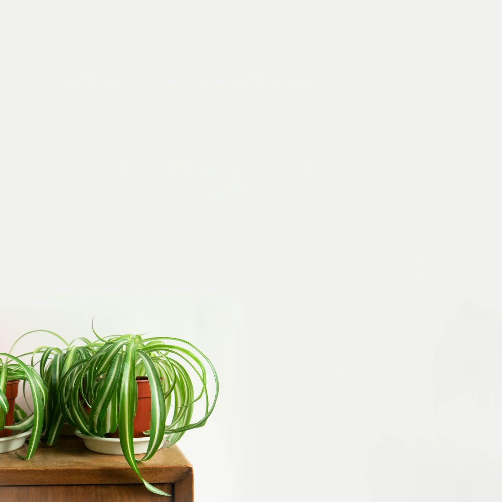 The Best Plants for an Office Desk (Where Light, Time, and Care Are All Limited)