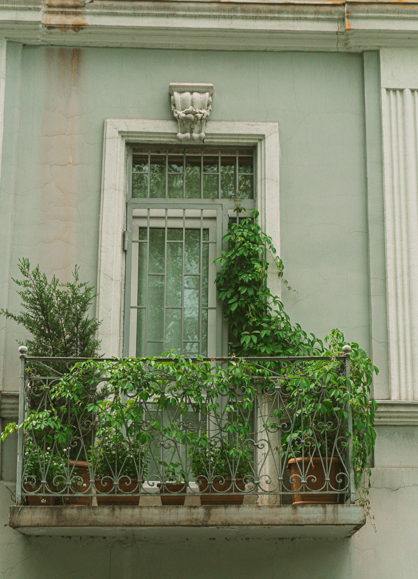 Plants That Give You Balcony Privacy (Without Building a Wall)