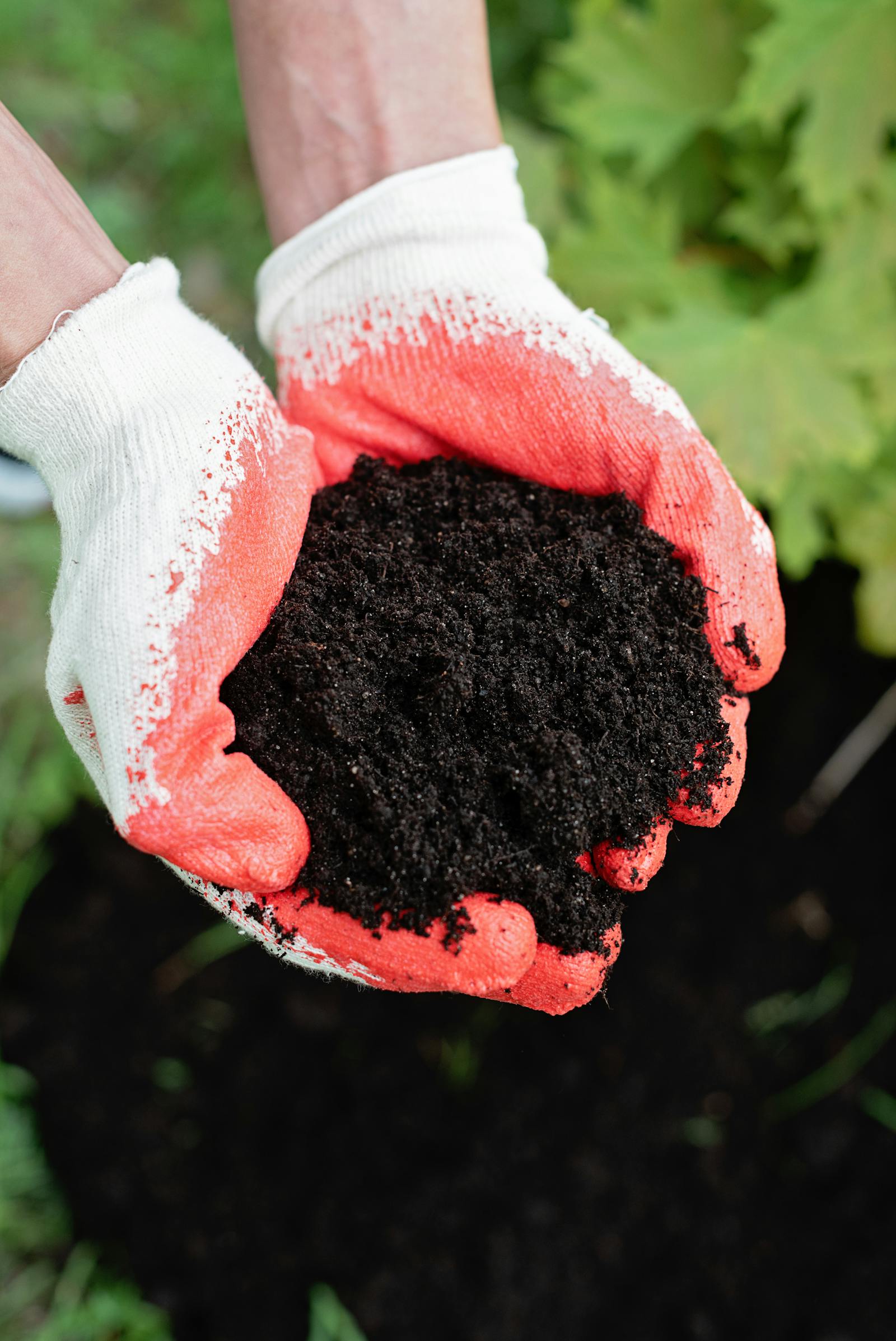 Potting Soil vs Garden Soil: What’s the Difference (and Why It Matters More Than You Think)