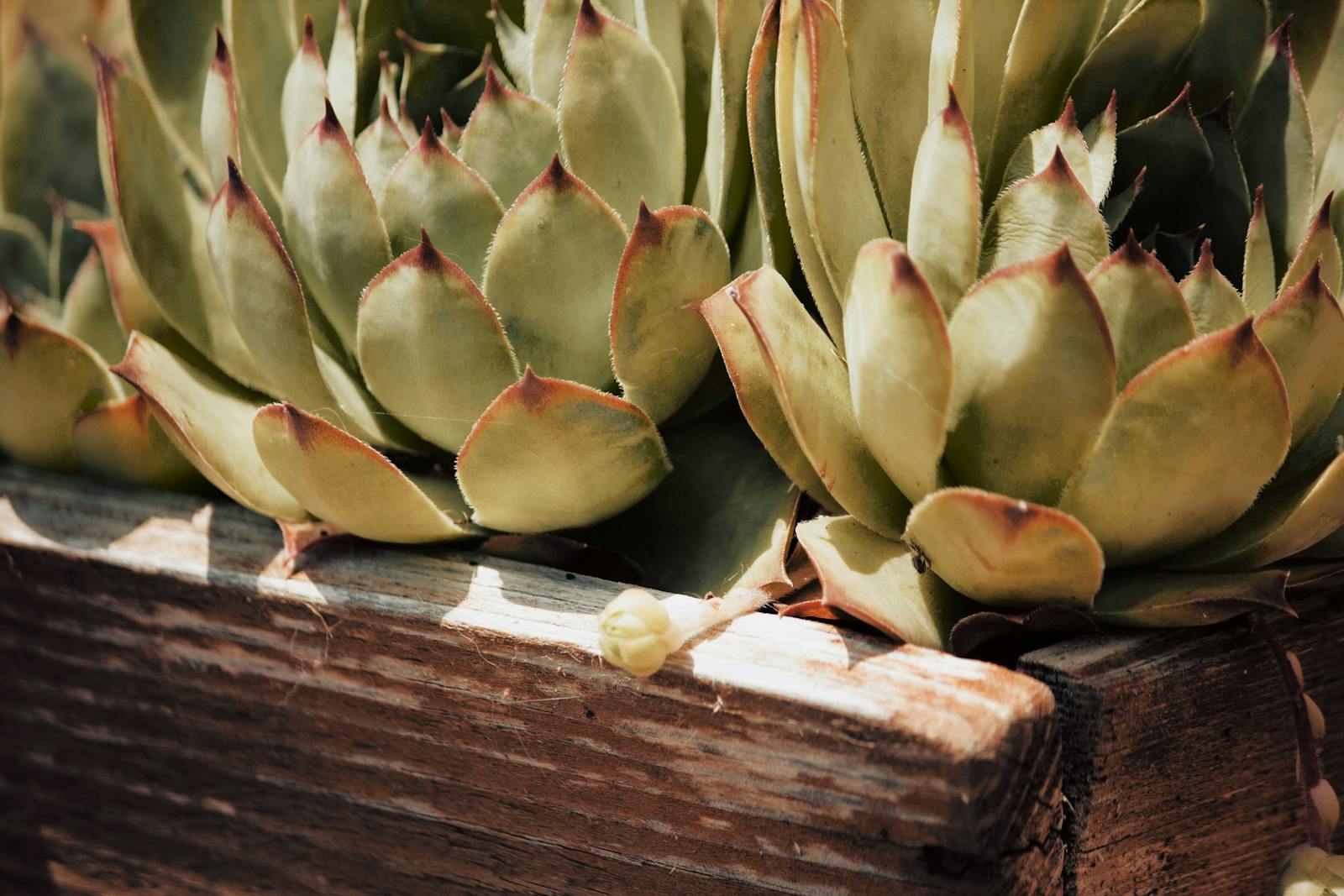Jade Plant Care: How to Grow the Tiny-Tree Succulent