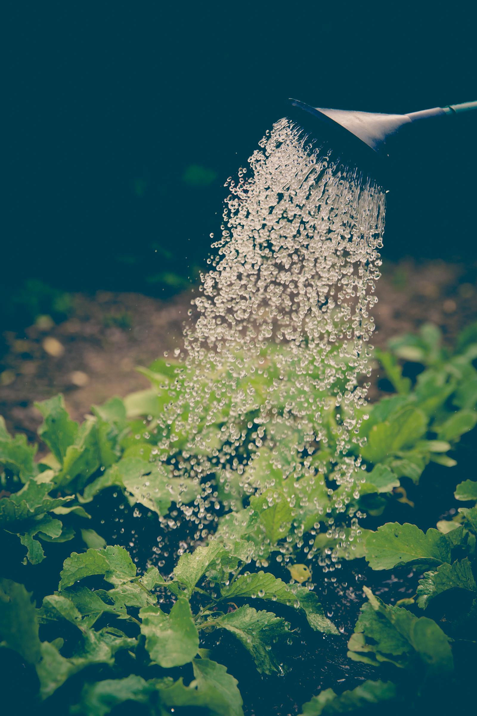 How Often Should You Water Plants? The Honest Answer for Beginners