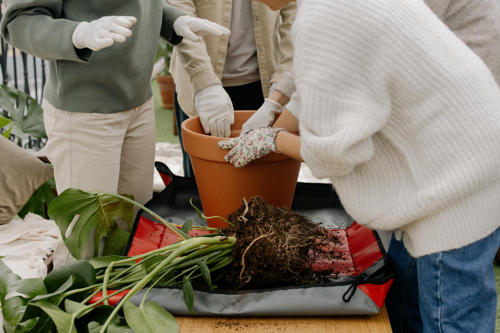 The 8 Most Common Repotting Mistakes (And How to Avoid Them)